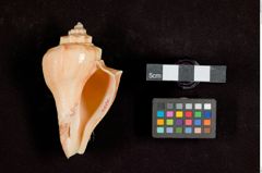 Foto (unten) von Pyrulaschnecke (NHMW-ZOO-MO-0081100-ETH-109)
